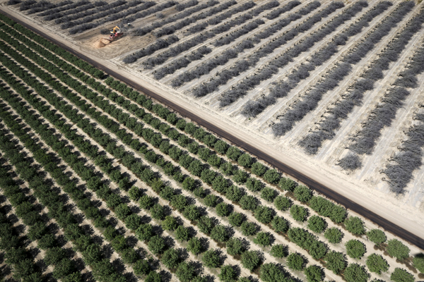 A field of dead almond trees is seen next to a field of growing almond trees in Coalinga in the Central Valley, California, United States May 6, 2015. Almonds, a major component of farming in California, use up some 10 percent of the state's water reserves according to some estimates. California ranks as the top farm state by annual value of agricultural products, most of which are produced in the Central Valley, the vast, fertile region stretching 450 miles (720 km) north-sound from Redding to Bakersfield. California water regulators on Tuesday adopted the state's first rules for mandatory cutbacks in urban water use as the region's catastrophic drought enters its fourth year. Urban users will be hardest hit, even though they account for only 20 percent of state water consumption, while the state's massive agricultural sector, which the Public Policy Institute of California says uses 80 percent of human-related consumption, has been exempted. REUTERS/Lucy Nicholson - RTX1BWMI