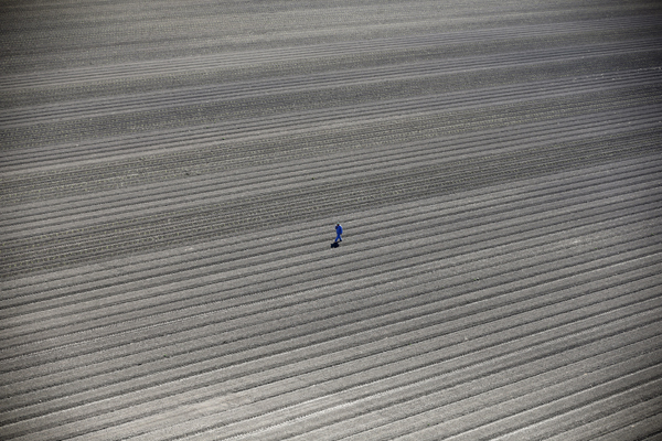 A worker walks through farm fields in Los Banos, California, United States, May 5, 2015. California water regulators on Tuesday adopted the state's first rules for mandatory cutbacks in urban water use as the region's catastrophic drought enters its fourth year. Urban users will be hardest hit, even though they account for only 20 percent of state water consumption, while the state's massive agricultural sector, which the Public Policy Institute of California says uses 80 percent of human-related consumption, has been exempted. REUTERS/Lucy Nicholson TPX IMAGES OF THE DAY - RTX1BQUX
