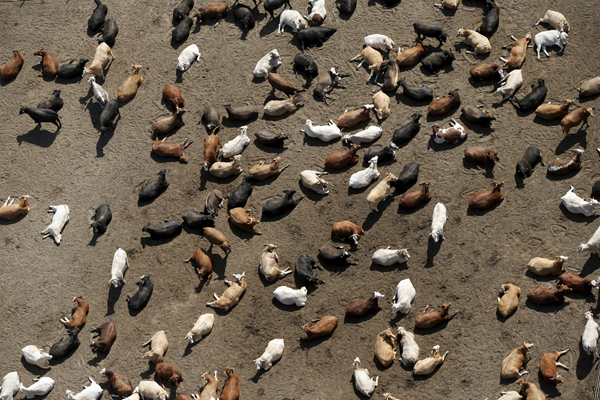 Cows are seen at Harris Cattle Ranch in Coalinga in the Central Valley, California, United States May 6, 2015. It takes 150 gallons of water to make a 1/3 pounder hamburger according to the U.S. Geological Survey. California ranks as the top farm state by annual value of agricultural products, most of which are produced in the Central Valley, the vast, fertile region stretching 450 miles (720 km) north-sound from Redding to Bakersfield. California water regulators on Tuesday adopted the state's first rules for mandatory cutbacks in urban water use as the region's catastrophic drought enters its fourth year. Urban users will be hardest hit, even though they account for only 20 percent of state water consumption, while the state's massive agricultural sector, which the Public Policy Institute of California says uses 80 percent of human-related consumption, has been exempted. REUTERS/Lucy Nicholson - RTX1BWM4